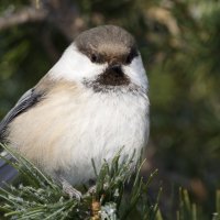 Гаичка :: Виктория 