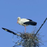из снятого сегодня 4 :: Александр Прокудин