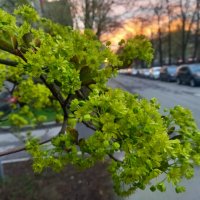 Клён :: Сапсан Клён :: Сапсан