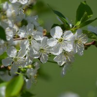 Весенний цвет :: Татьяна Тюменка