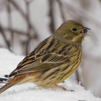 Овсянка :: Лина 