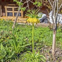 Стройный и одинокий :: Валерий Иванович