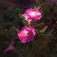 Цветы :: Сергей Швечков