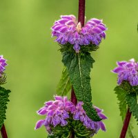 Зопник клубненосный :: Игорь Сикорский