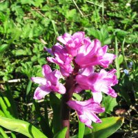 Ароматный красавчик :: Людмила Смородинская