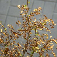 Акация позже всех зеленеет :: Сеня Белгородский