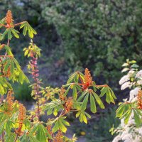 Каштан и черёмуха :: Сеня Белгородский Каштан и черёмуха :: Сеня Белгородский