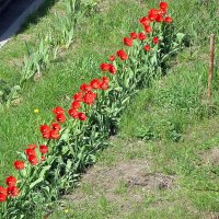 Кто шагает дружно в ряд :: Сеня Белгородский