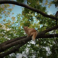Кот на дереве :: Марсель Валеев