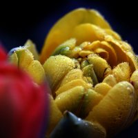 22 апреля в Коломенском :: Михаил Бибичков