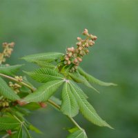 Каштан перед цветением :: Татьяна Тюменка