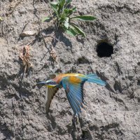 золотистые щурки. :: юрий макаров золотистые щурки. :: юрий макаров