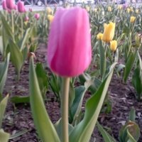 Тюльпан :: Елена Семигина