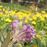 Весеннее разноцветье :: Pippa 