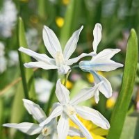 Весеннее разноцветье :: Pippa 