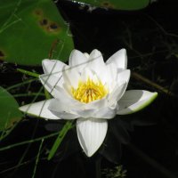 Лотос в пруду в Тригорском :: Олег Зоркий