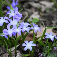 Москва. Аптекарский огород. Апрель. :: Наташа *****