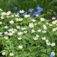 Москва. Ботанический сад МГУ. Апрель. :: Наташа *****