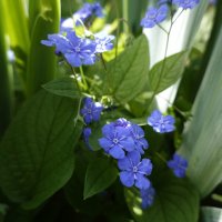 Апрельская нежность..... :: Галина 