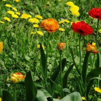 Тюльпан :: Рита Симонова