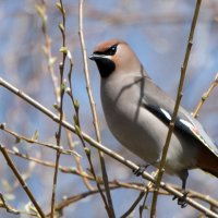 Свиристель :: Владимир Безбородов