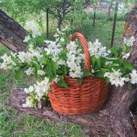 Вспоминая   лето... :: Галина Кузьмина