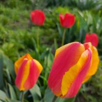 Тюльпаны :: Татьяна Пальчикова