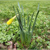 Скоро распустится. :: Лия ☼ Скоро распустится. :: Лия ☼