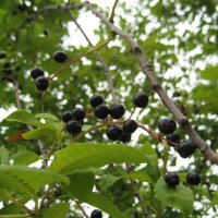 Черёмуха :: Anna Ivanova Черёмуха :: Anna Ivanova