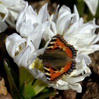 Репейницы проснулись :: Aleksandr Gal