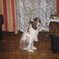 Любопытство не порок :: Джованни Луче