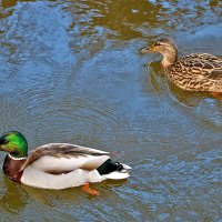 Парочка :: Светлана Парочка :: Светлана