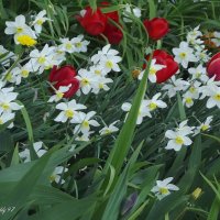 Нарциссы :: Freddy 97