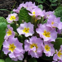 Примула :: Ольга Довженко