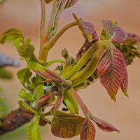 Грецкий орех :: Giant Tao /