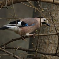 Про одну Сойку... :: Николай Саржанов Про одну Сойку... :: Николай Саржанов