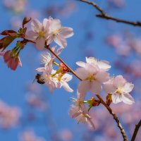 Цветущий апрель... :: Владимир Жданов