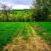 Дорога в поле. :: Lucy Schneider Дорога в поле. :: Lucy Schneider