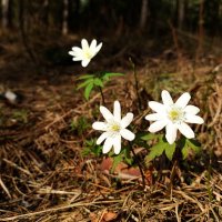 Солнечные предвестники :: arepjewa2011@yandex.ru Солнечные предвестники :: arepjewa2011@yandex.ru