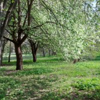 Пора цветения. :: Владимир Безбородов Пора цветения. :: Владимир Безбородов