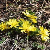 Москва. Ботанический сад МГУ. Горицвет весенний. :: Наташа *****