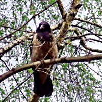 Санитар города. :: Ольга Довженко