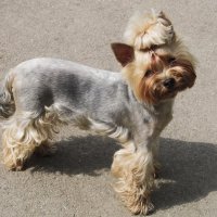 Мажор , так его зовут :: Елена Шаламова