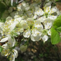 Вишня цветет :: Елена Семигина Вишня цветет :: Елена Семигина