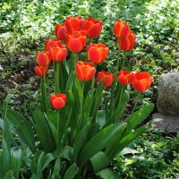 Тюльпаны :: Рита Симонова