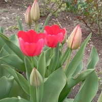 На улицах города :: Елена Семигина