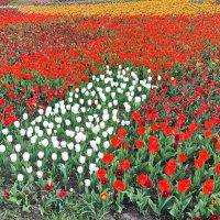 ,,, :: Сергей Тимоновский