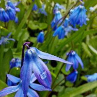 Пролеска :: Ирина Румянцева