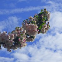 ВЕТОЧКА, УСТРЕМИВШАЯСЯ В КОСМОС :: Елена Куприянова 