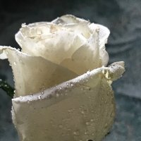 Из цикла " Розы" :: Татьяна Юрасова